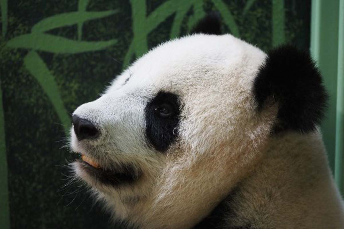 China Repatriates Last Two Panda’s from Japan